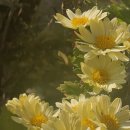 12월6일(토) 오후4시 만트라챈팅&amp;무브먼트, 명상참가안내 이미지