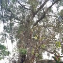 세븐일레븐 사당고운점 | [치앙마이 여행]치앙마이의 열정이 넘치는 밤, &#39;선데이마켓&#39;