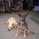 도그프리 이미지