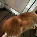 푸라닭용인유림점 | 치킨에 투움바를 부었더니? 푸라닭 나폴리맛피아 투움바 치킨 솔직 리뷰 (ft. 유림동 매장 방문)