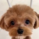 코코 반려견샵 이미지