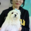 퍼피스쿨 이미지