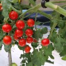 남양주시농업기술센터 이미지