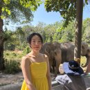 한국타이어중부판매(주) | 푸꾸옥 빈펄 사파리 내돈내산 후기 | 꿀팁 | 기린 먹이 주기 체험 | 빈버스 셔틀 시간