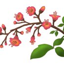 레드플라워(RED FLOWER) 이미지