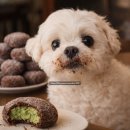 티아라펫 | ChatGPT로 30초 완성! AI로 내 반려동물 프사 만들기 (두쫀쿠 먹다 딱 걸린 현장검거 컨셉)｜이미지...