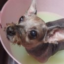 모모 애견미용 이미지