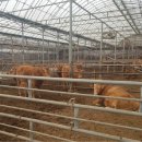 경춘목장 이미지