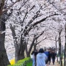 실시간 6일 추가, 광주 벚꽃 유채꽃 지금이 젤 예쁜곳 광주천 산책길