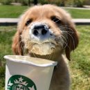 멍푸치노 이미지