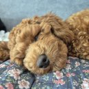 뽀송하랑 이미지