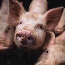 하람푸드 이미지