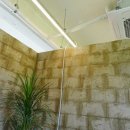 블루25 진성점 이미지