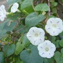 밀키웨이2 이미지