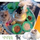 냥냥늉늉 이미지