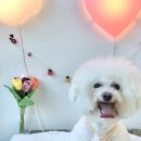 연두살롱 이미지