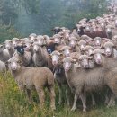 연수목장 이미지