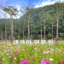 장기리마을회관 | 대구 근교 가을 나들이 고령 어북실 코스모스 핑크뮬리 해바라기