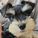 퍼피로비 이미지