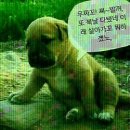 다 이미지
