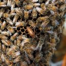 여왕벌PC 이미지