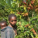 [커피벨트를 가다] ＜8회＞ 인간과 커피의 고향, 에티오피아 이미지