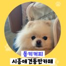 동키커피 | 시흥 애견동반카페, 실내 인테리어가 예뻤던 동키커피 방문 후기