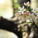 사과꽃 향기는 바람 이미지