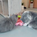 카페아리 이미지