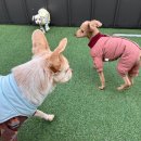 춘이네 멍치원 이미지