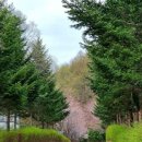 광치자연휴양림 이미지