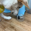 274 | 진돗개 분양후기274: 간식 꺼내기, 터그 일상, 마사지, 눈 주둥이