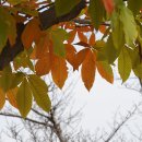 가시칠엽수(마로니에) Aesculus hippocastanum L. 종 이미지