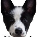 WALWAL(왈왈) 이미지