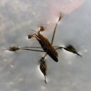 소금쟁이 이미지