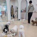 아지트댕댕 이미지