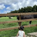 무수목장 이미지