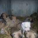 똥강아지 이미지