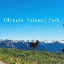 시애틀공원 | [미국] 시애틀 올림픽 국립공원, 시내에서 가는 방법(페리, 육로 모두 이용해본 후기 공유)