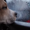 장마철 반려견 산책 주의사항 이미지