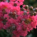 백일홍 민박집 이미지