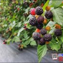 승기농장 이미지