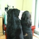 다정하개 이미지