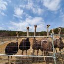 공룡타조랜드 이미지