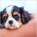 펫퍼스트 24시 강아지분양 고양이분양 파주운정점 | 펫퍼스트 24시 강아지분양, 고양이분양 파주운정점에서 행복한 반려생활 시작하기