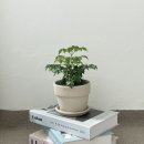 행복나무 이미지