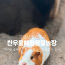누렁이농장 | 아이랑 일산 "찬우물동물농장"에 다녀왔는데...아니글쎄!??