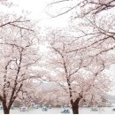 미수로가로수 이미지