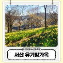 서산소나무힐링 | 서산 유기방가옥 수선화 개화상황 아이랑 방문 후기 재입장 꿀팁