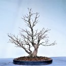 17' 분재 배양기 - 단풍나무 이미지